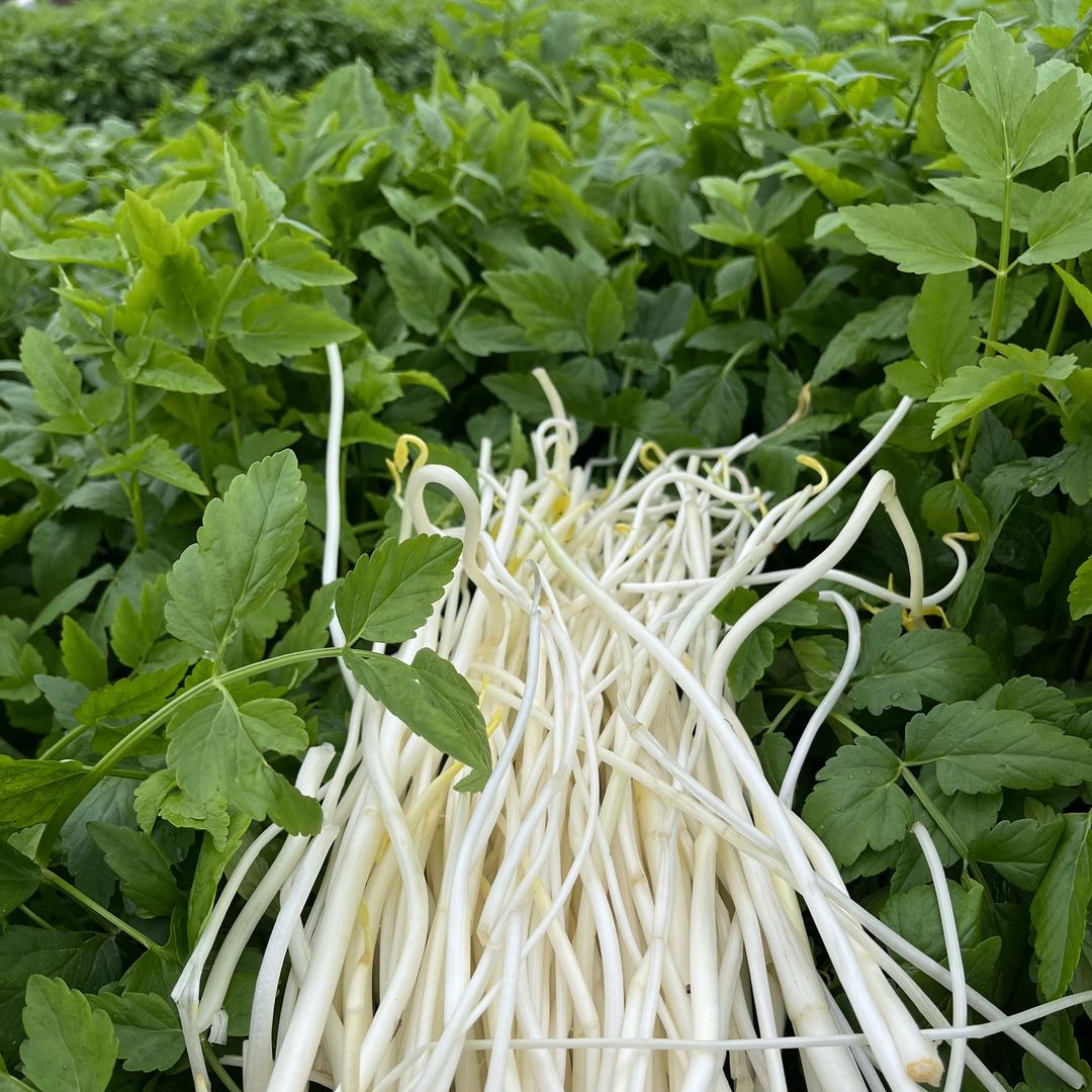 易小菜