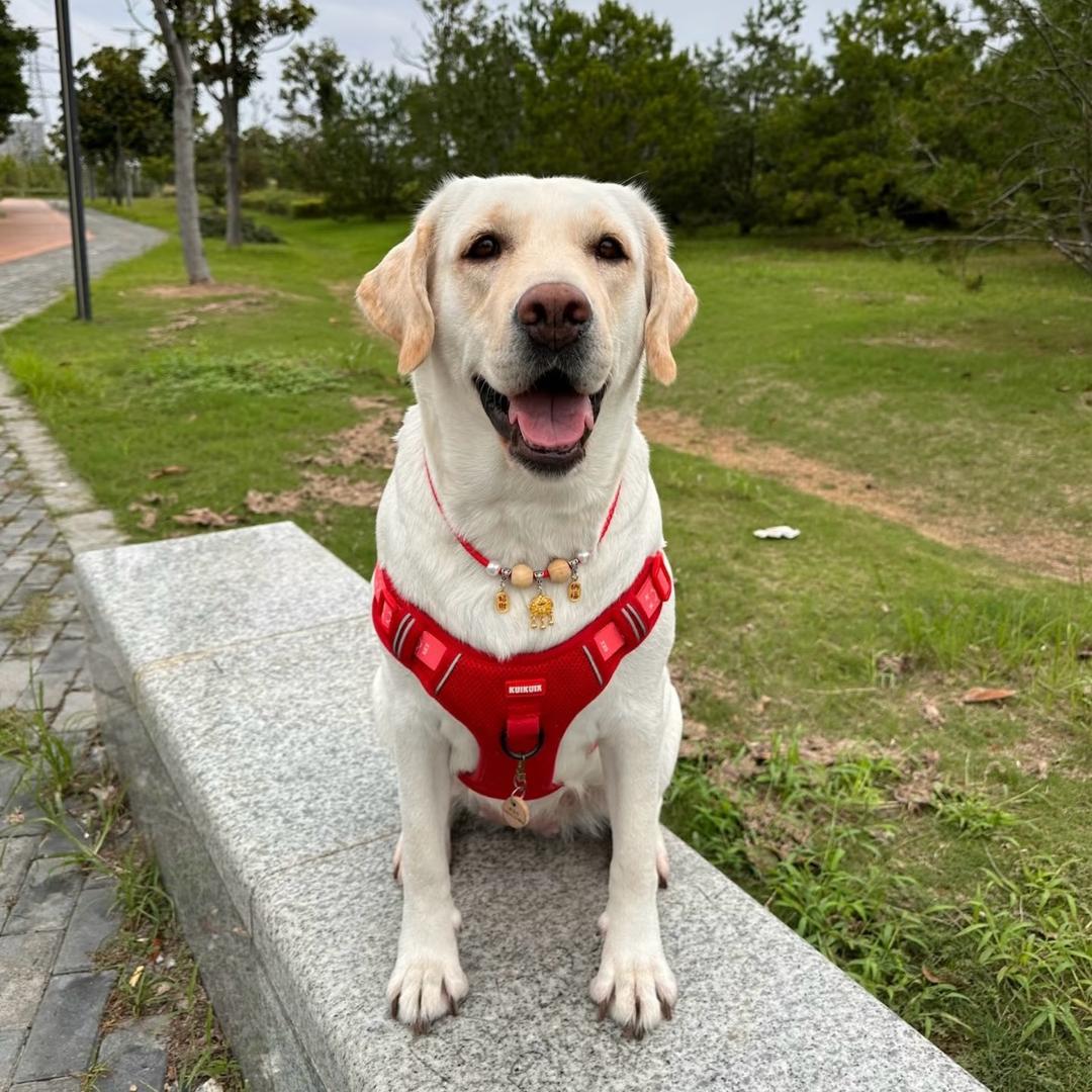 爱新觉罗家拉布拉多