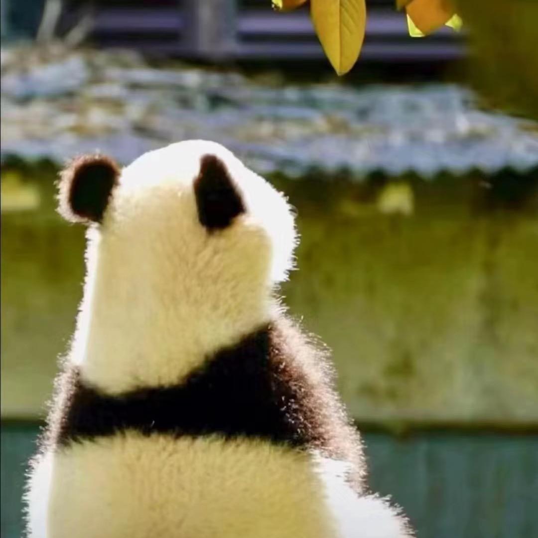 阿奇讲大案