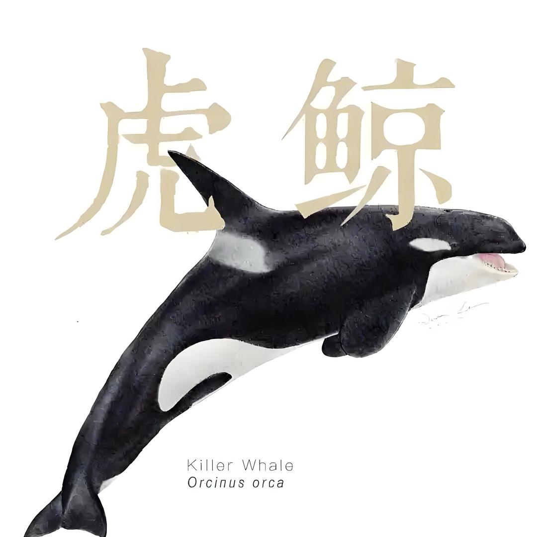 🐬虎 鲸🐬……