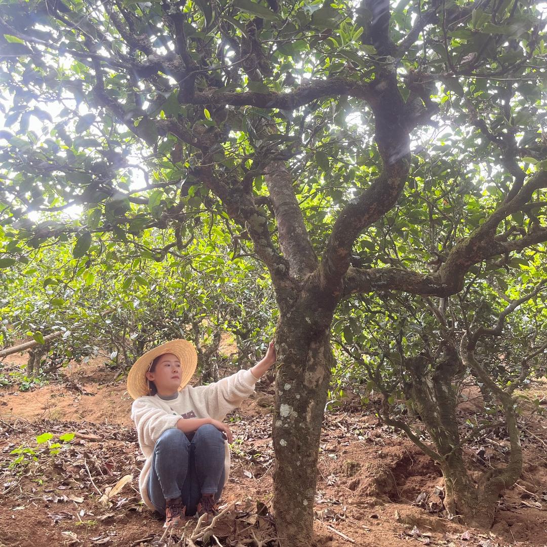 冰岛南迫正山～小颖的茶
