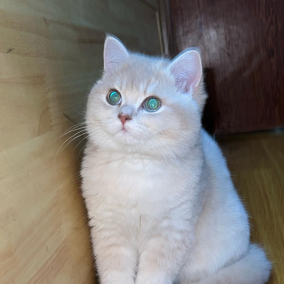 比奇堡最帅的男人