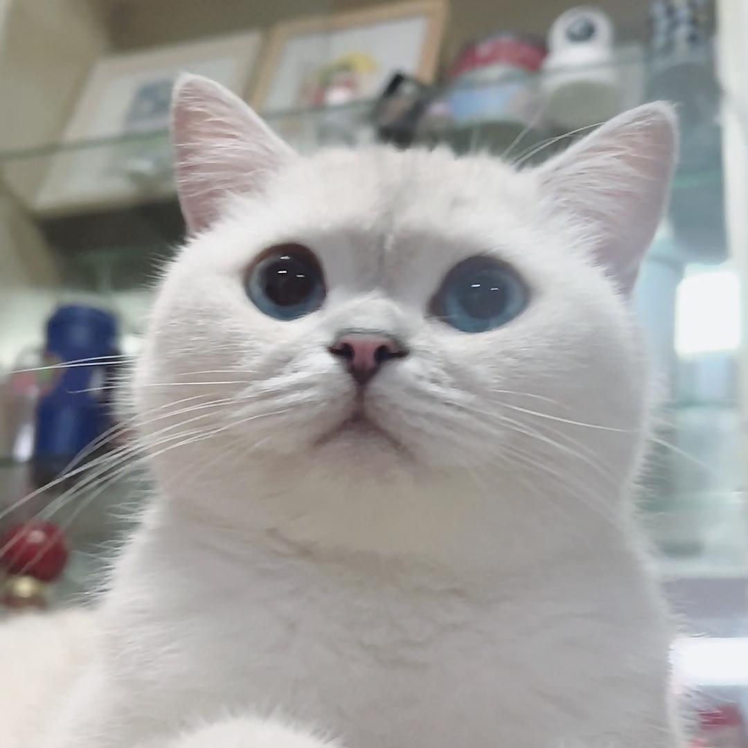 财富自由奶片