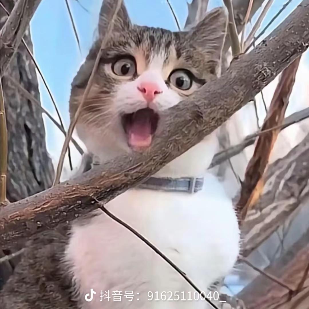 春日宴