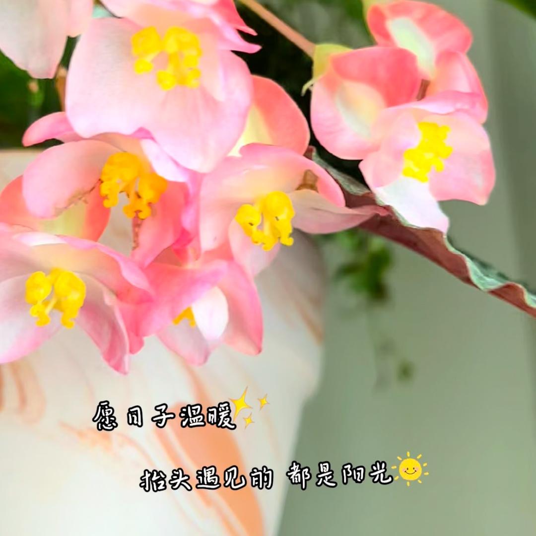 小麓养花吧🪴/室内阳台养花经验分享❤️