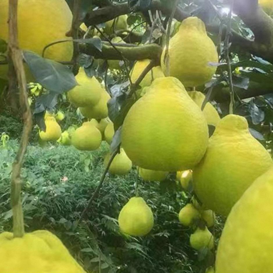 梅州沙田柚基地