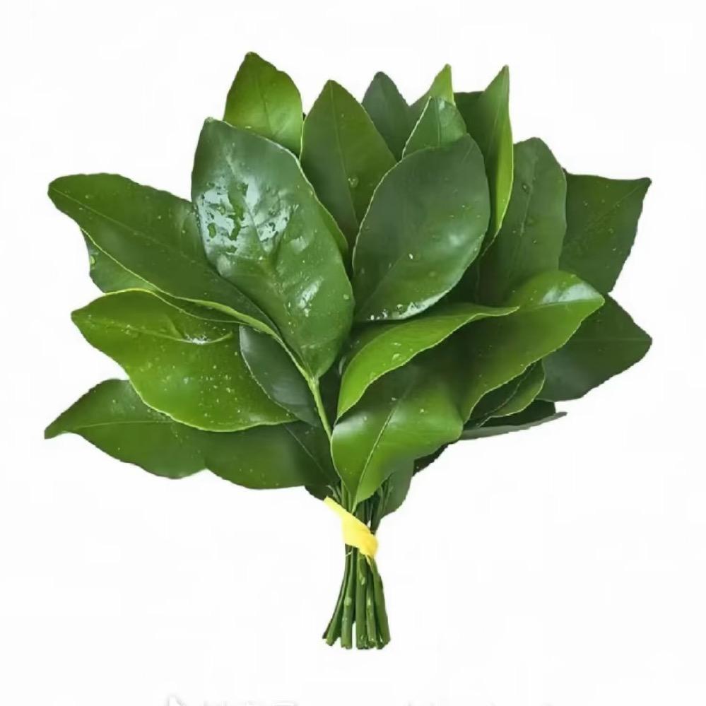 小毕登