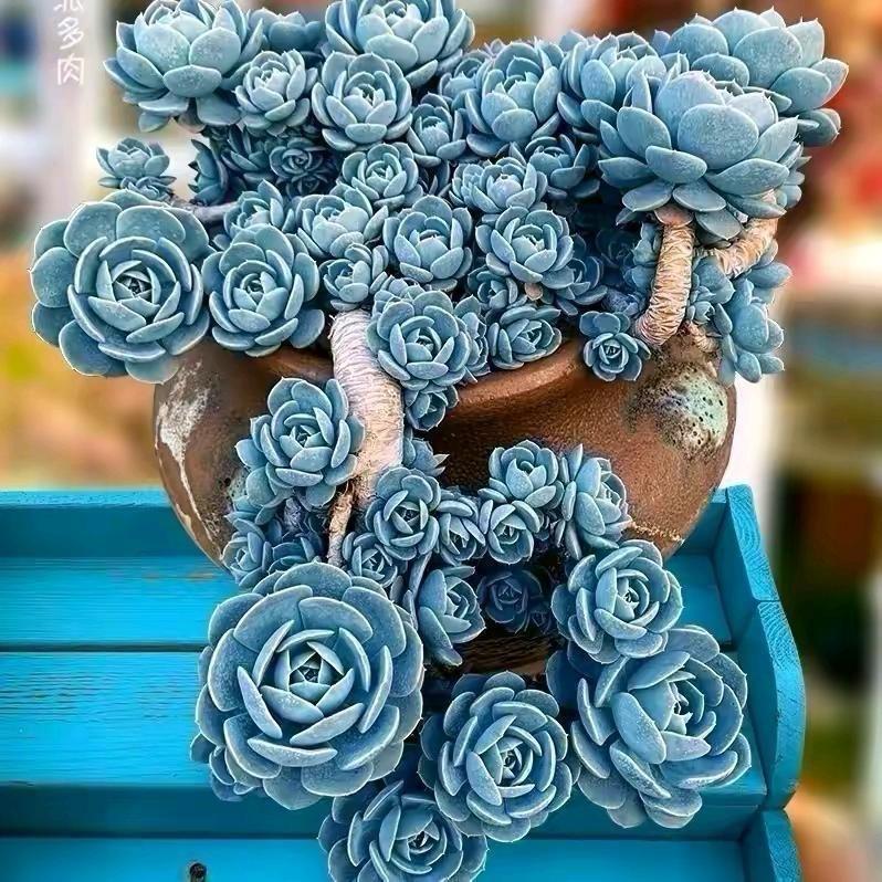 二哥多肉大老板