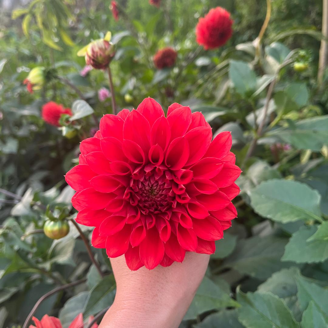 欧普照明