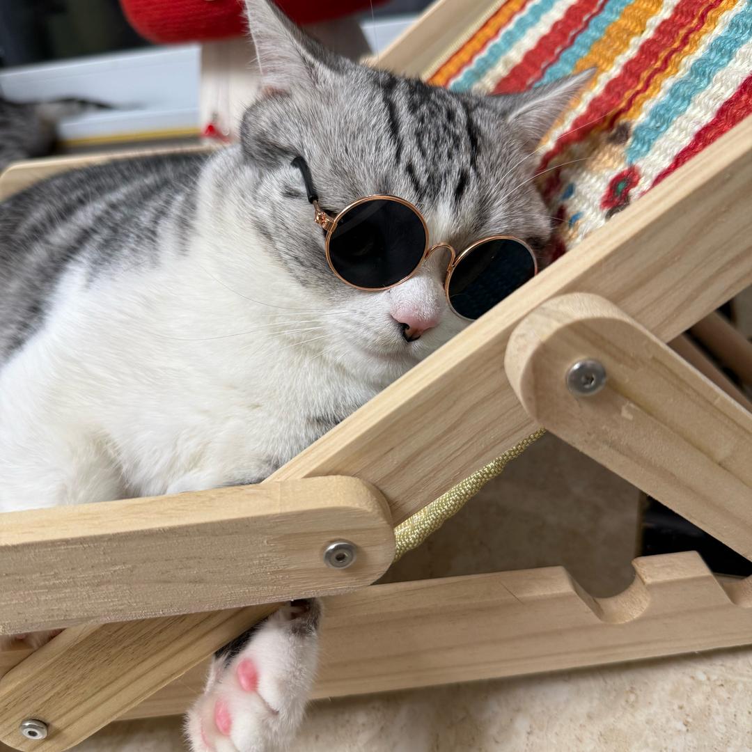 🐱铲屎官一枚(省💰版)