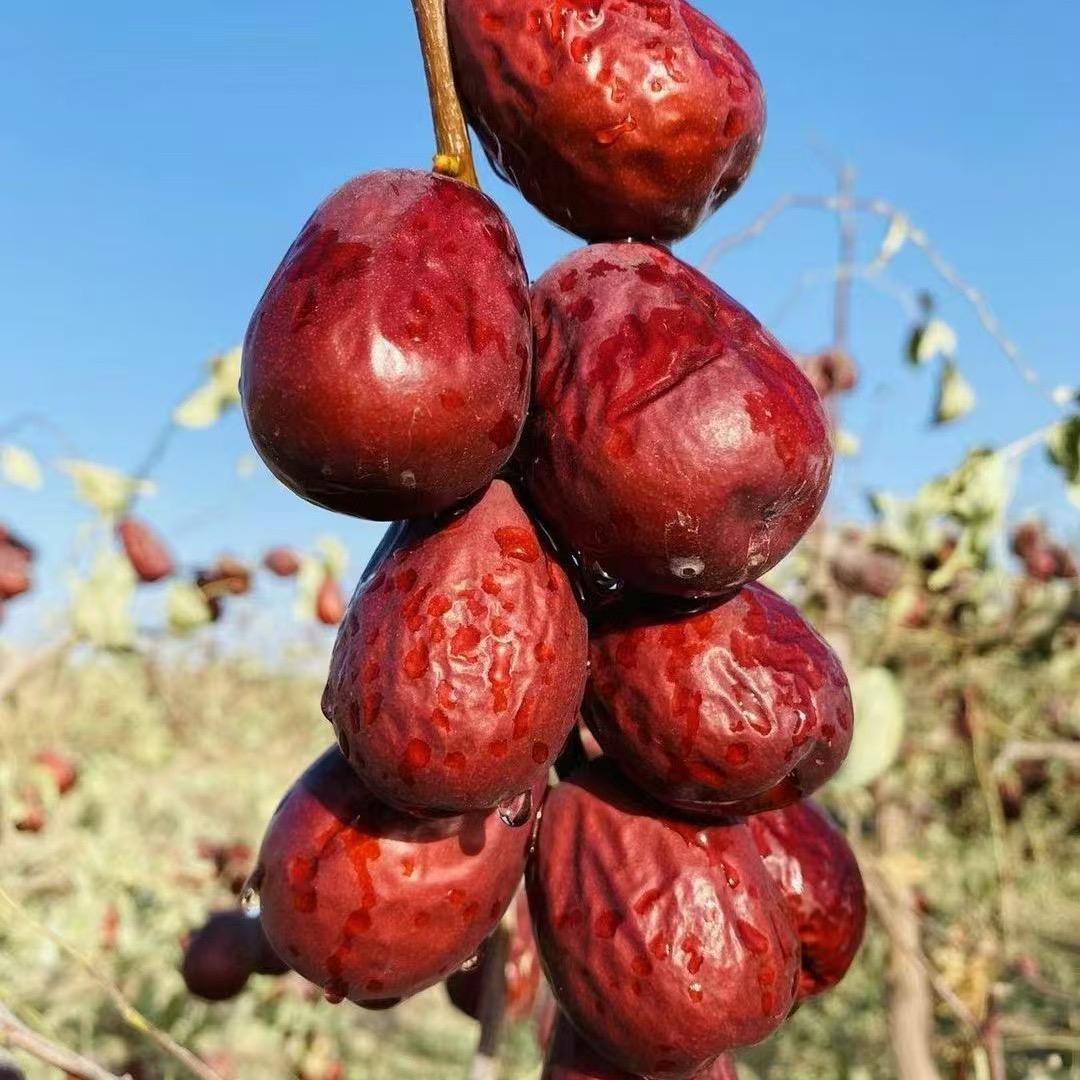 西域甄选新疆味道