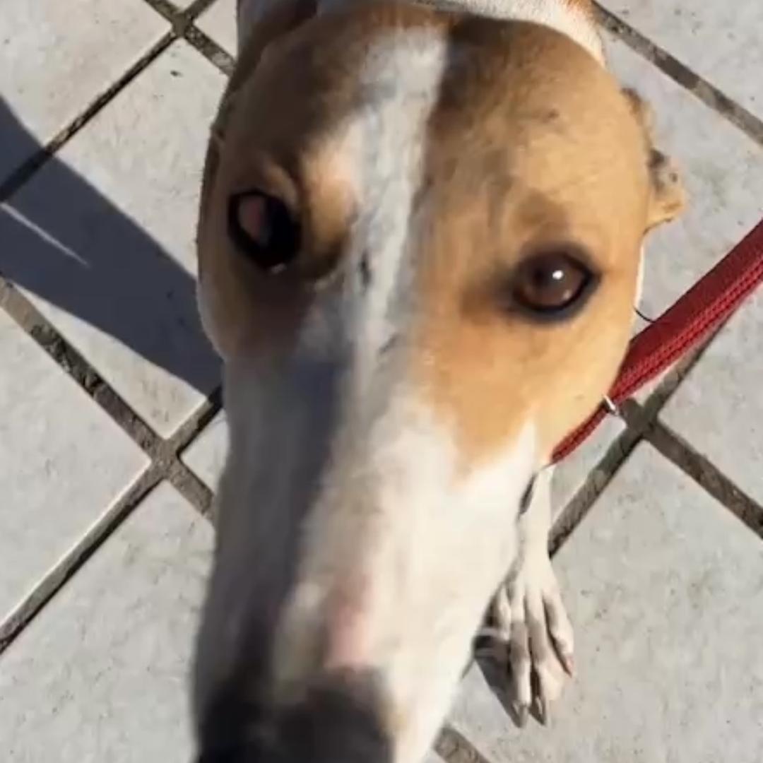 户外热成像刘老三