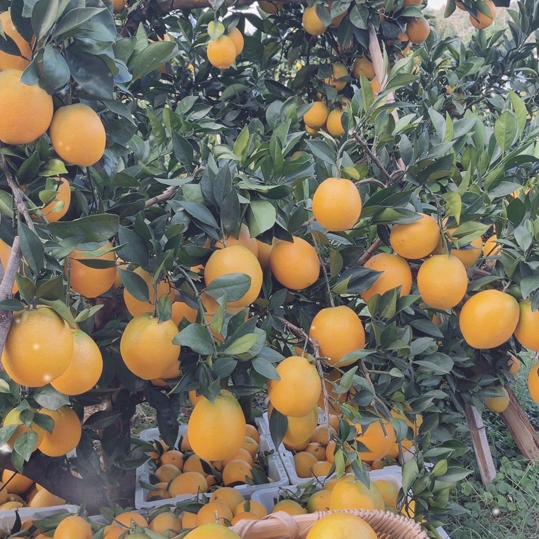 老爷子家的果园