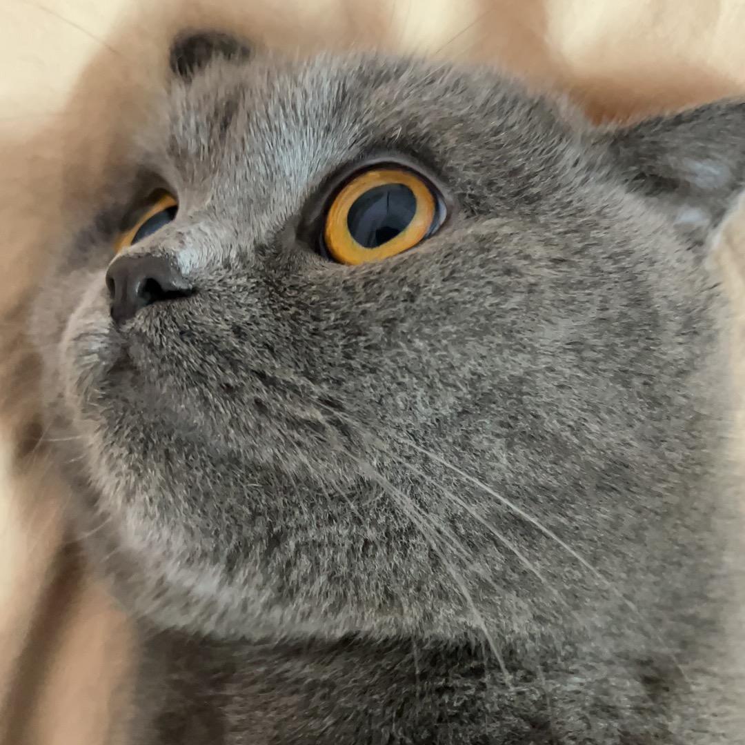 蓝豆小宝贝