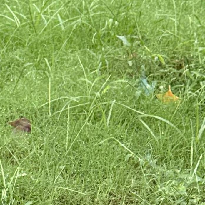 妈妈说名字太长就会有人读