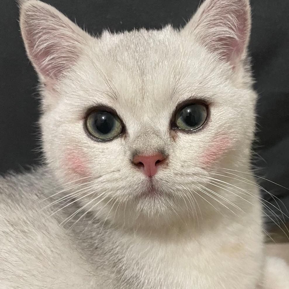 simon