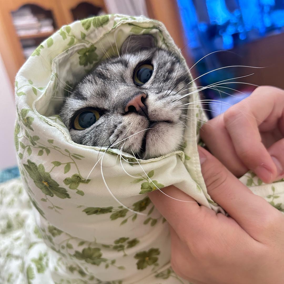 猫猫一二三