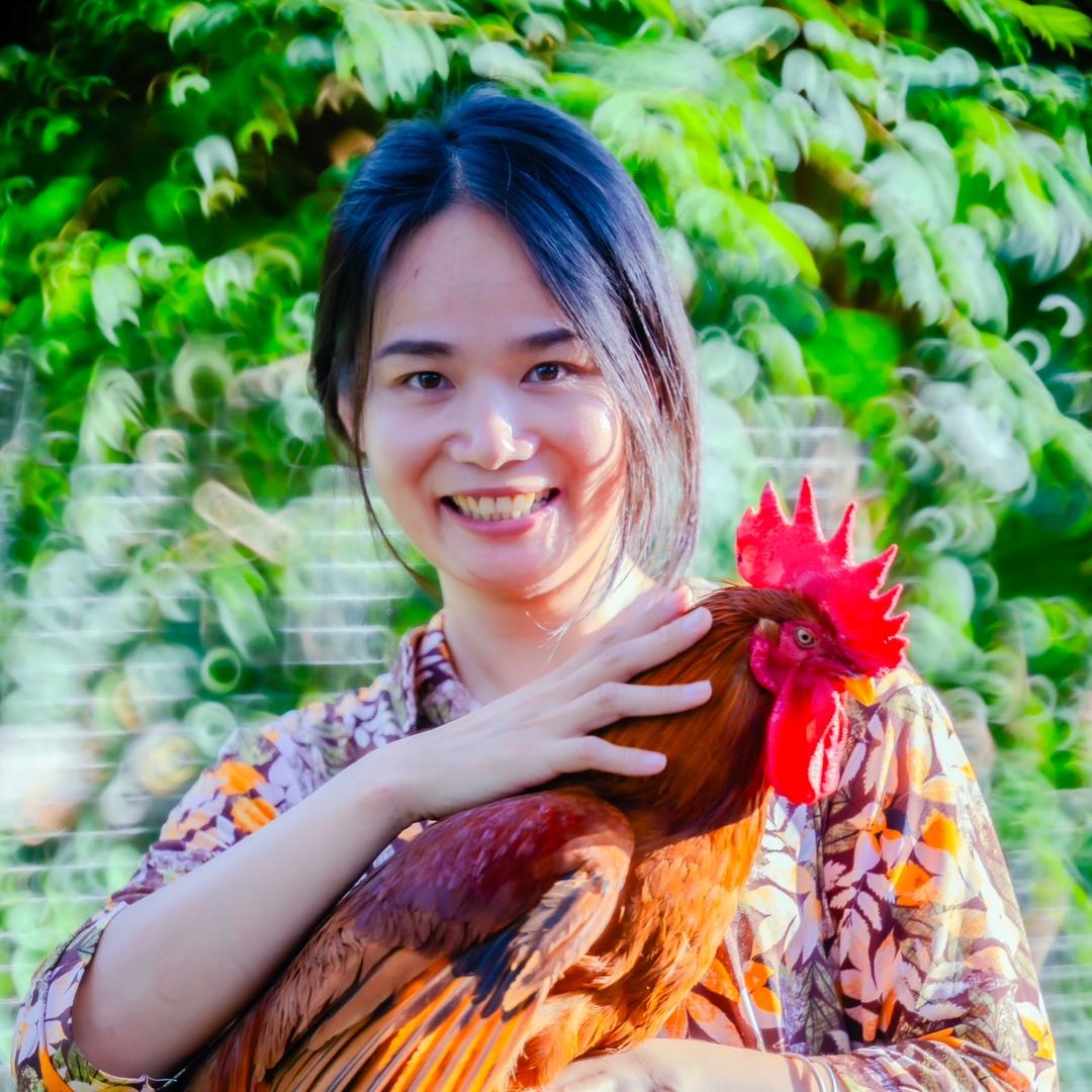 木棉（陶舞的鸡）