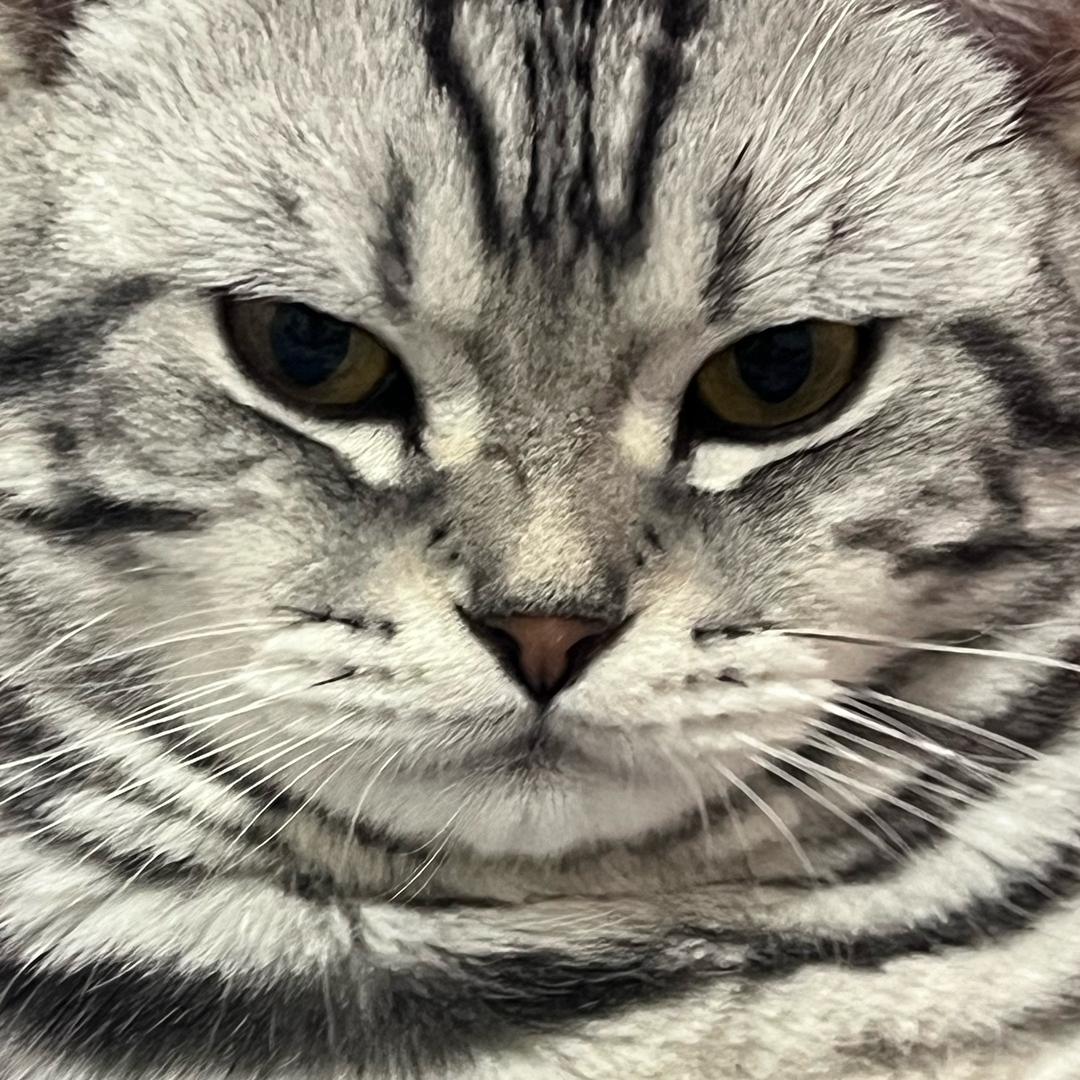 沈晨