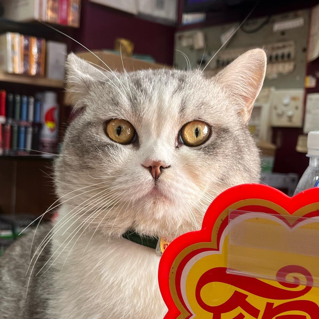 肥猫的饲养员