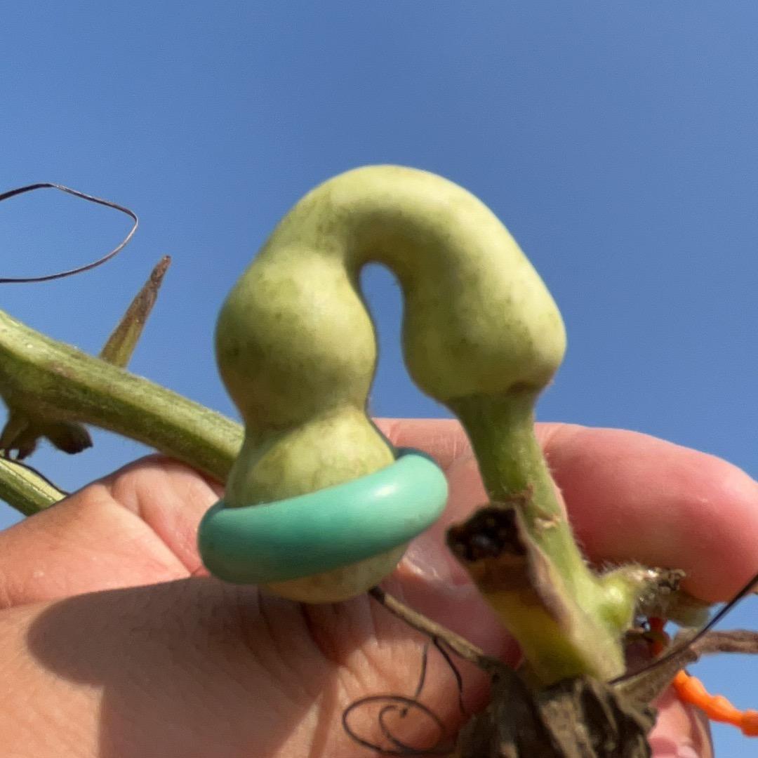 路庄小胖哥葫芦种植批发