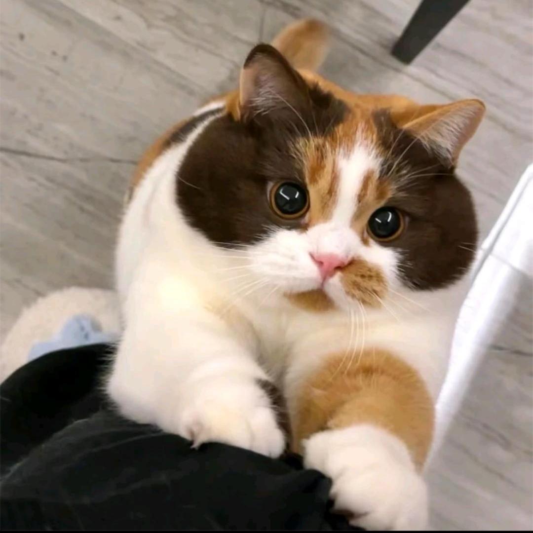 莴苣叶