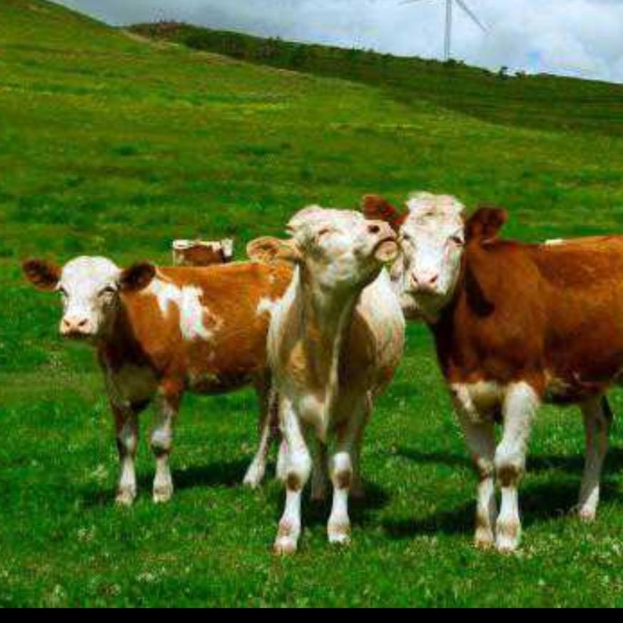 茂美畜牧养殖设备