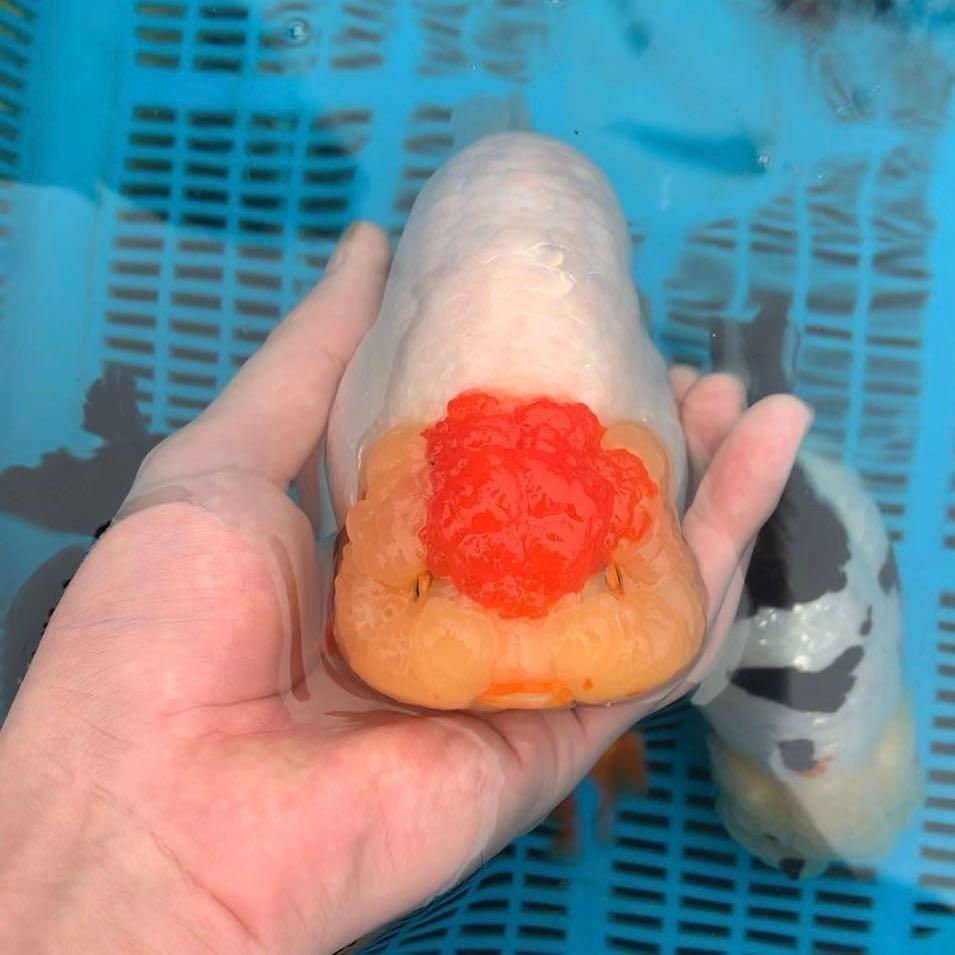 胖达兰寿金鱼