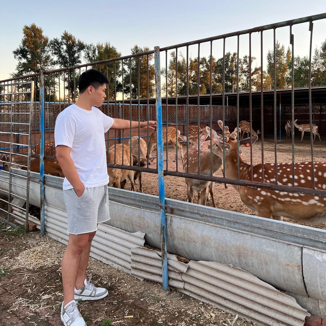 东北梅花鹿小赵