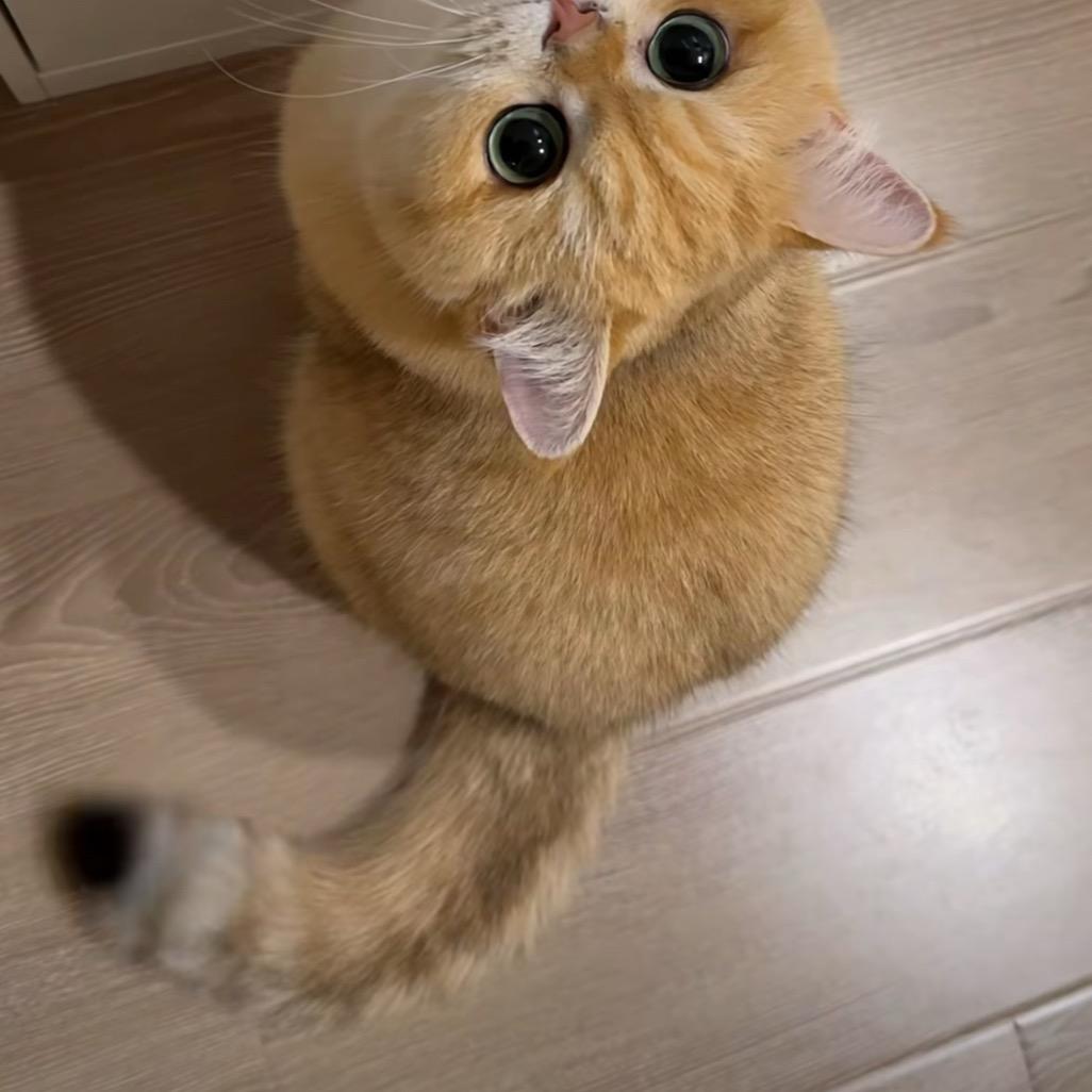 纯吨盹