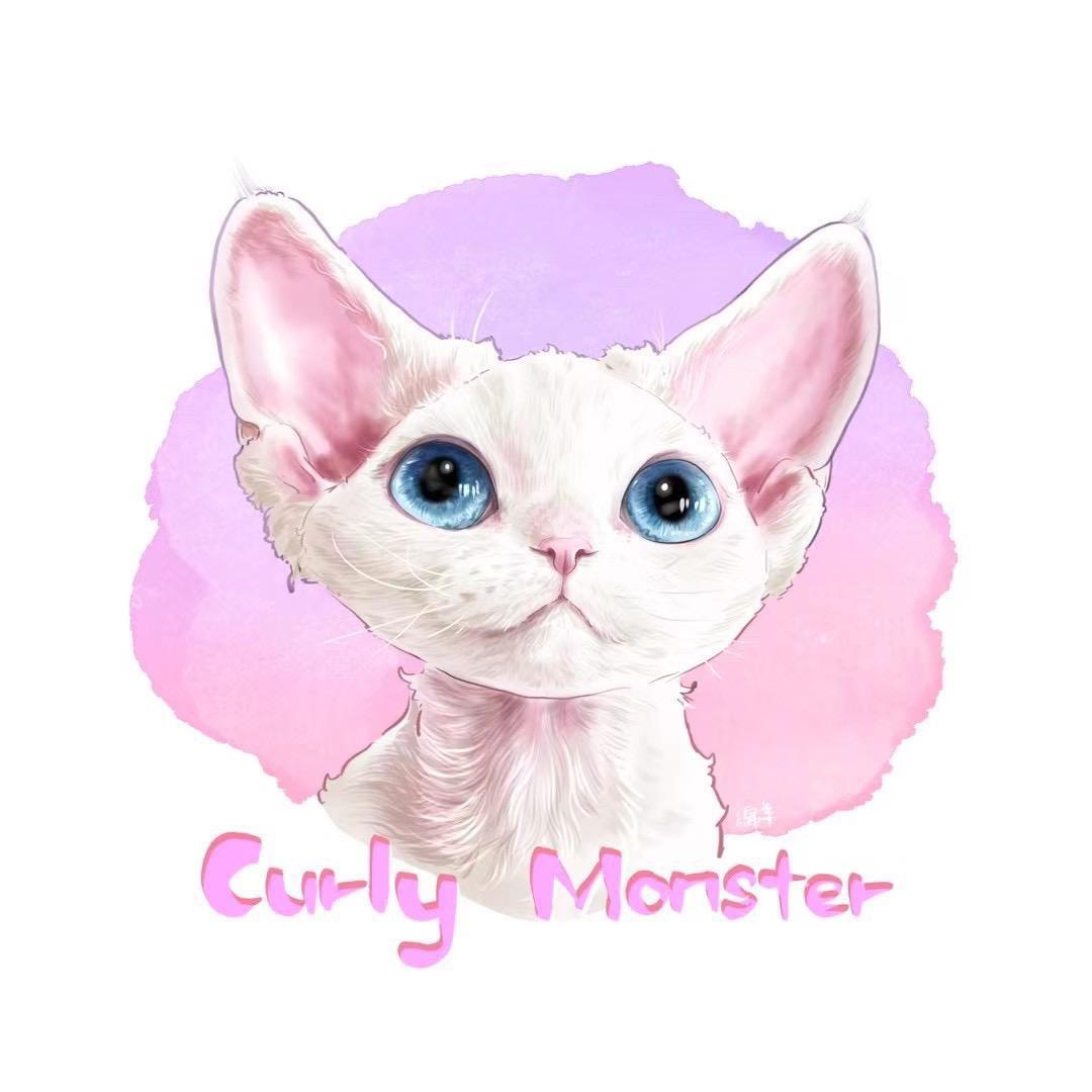 江宁区卷卷兽德文猫舍