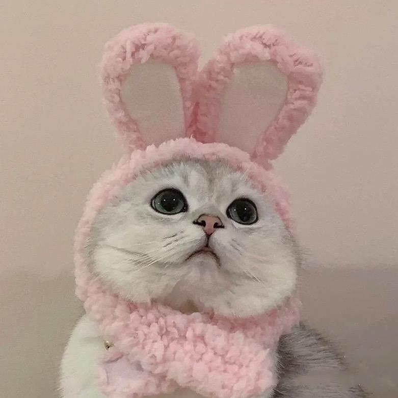 🐱.