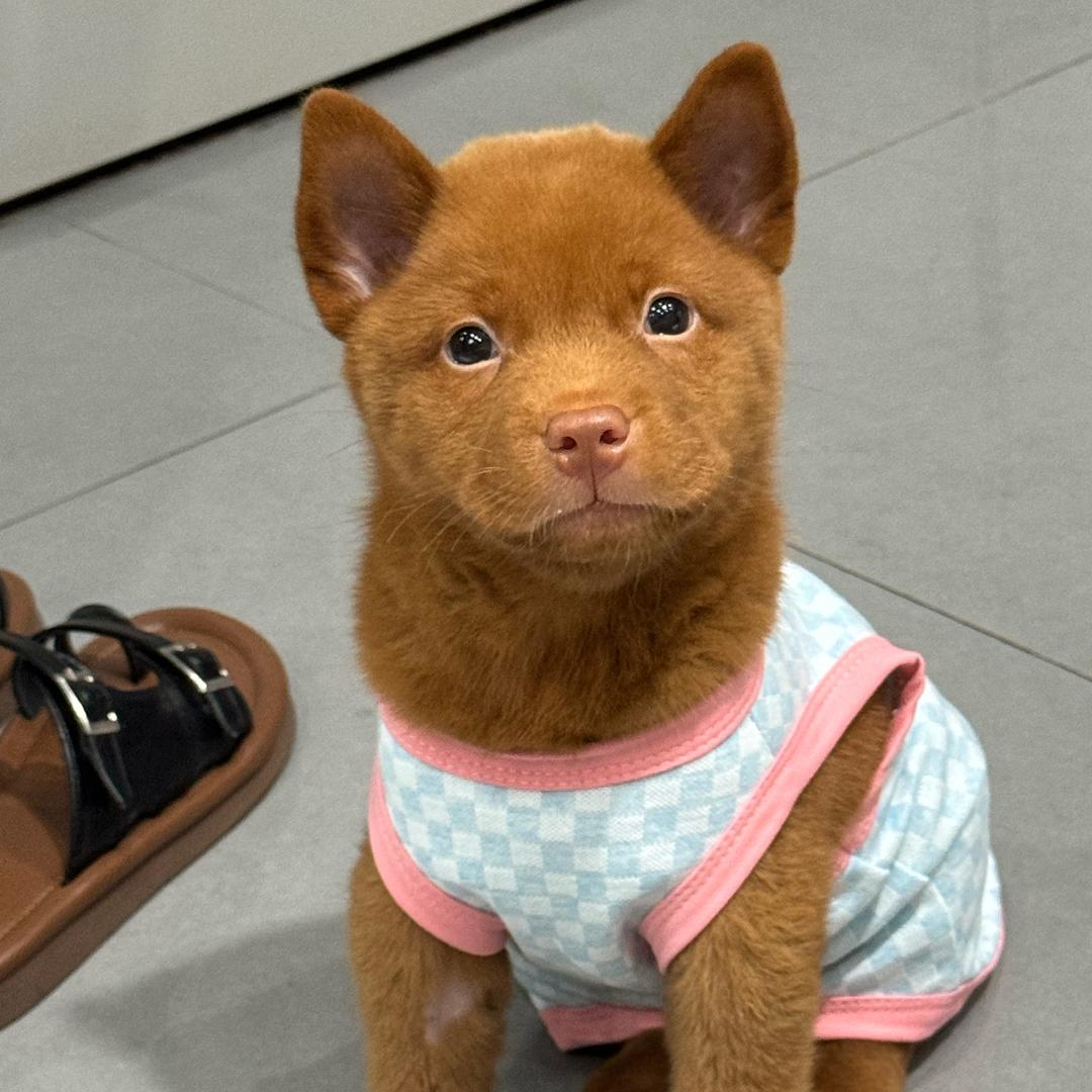我妈爱吃火锅🐶