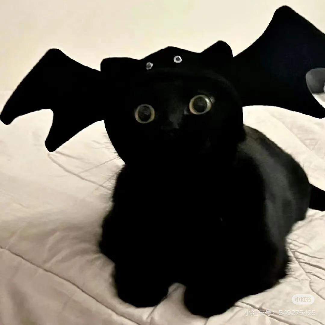 家里有四只笨笨猫