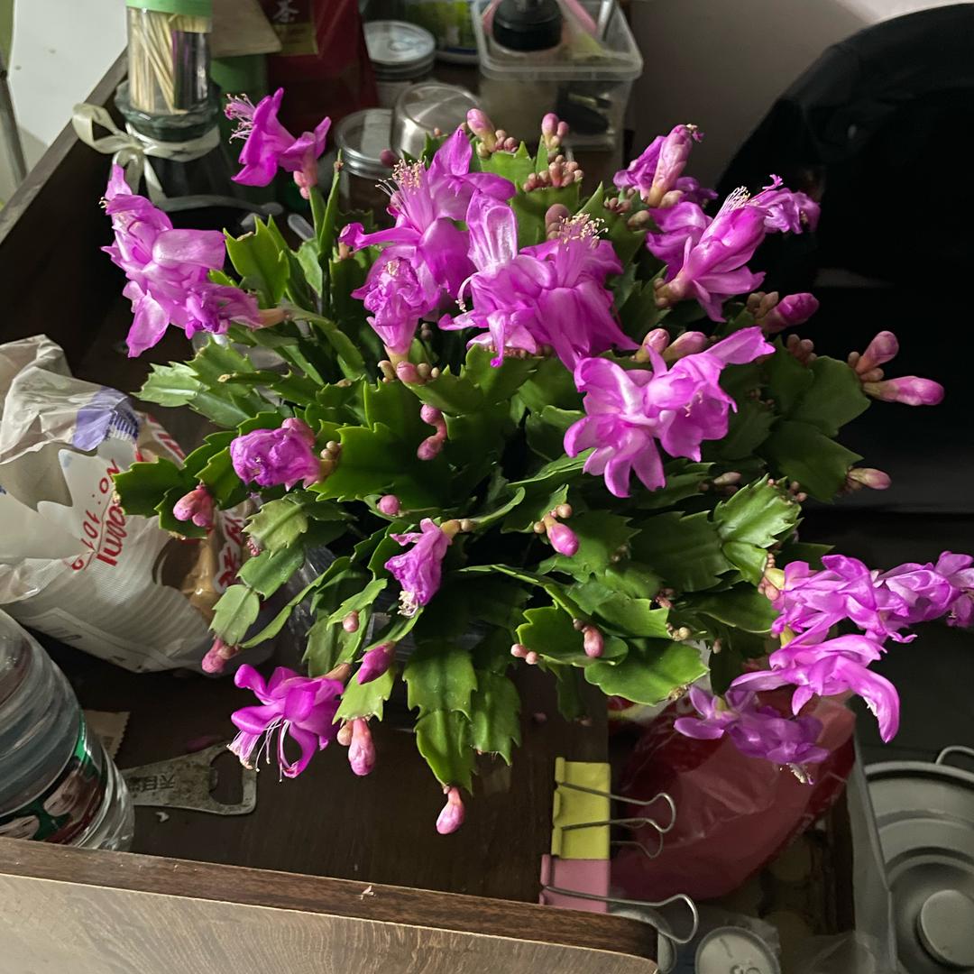 Lyl兰儿抖音号： 实名认证姓名： 手机