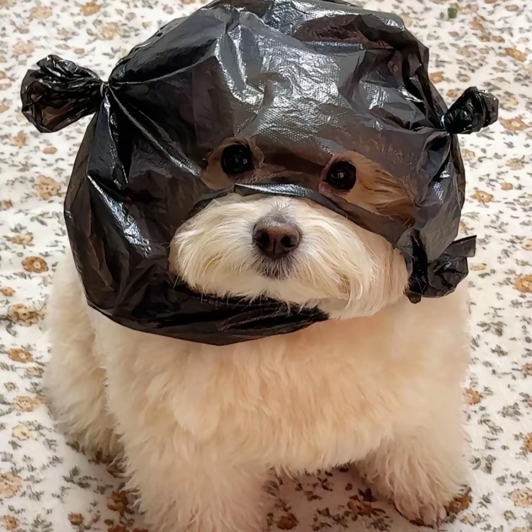 十七🗽