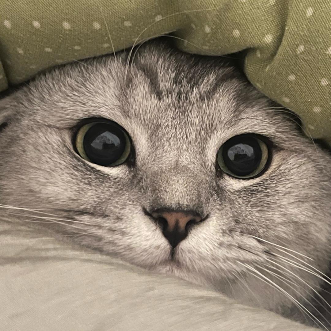 李亚娜