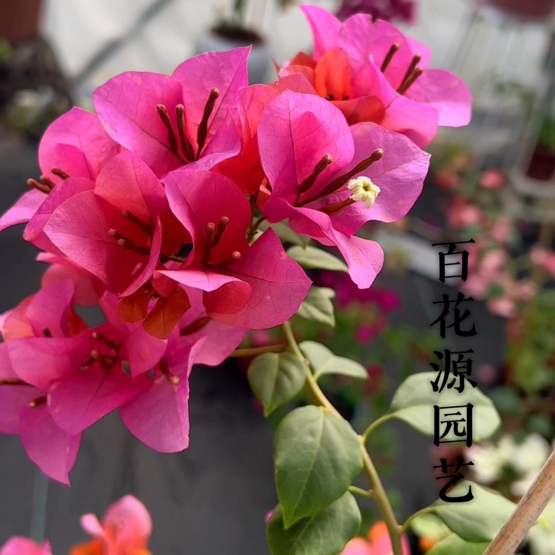 百花源园艺