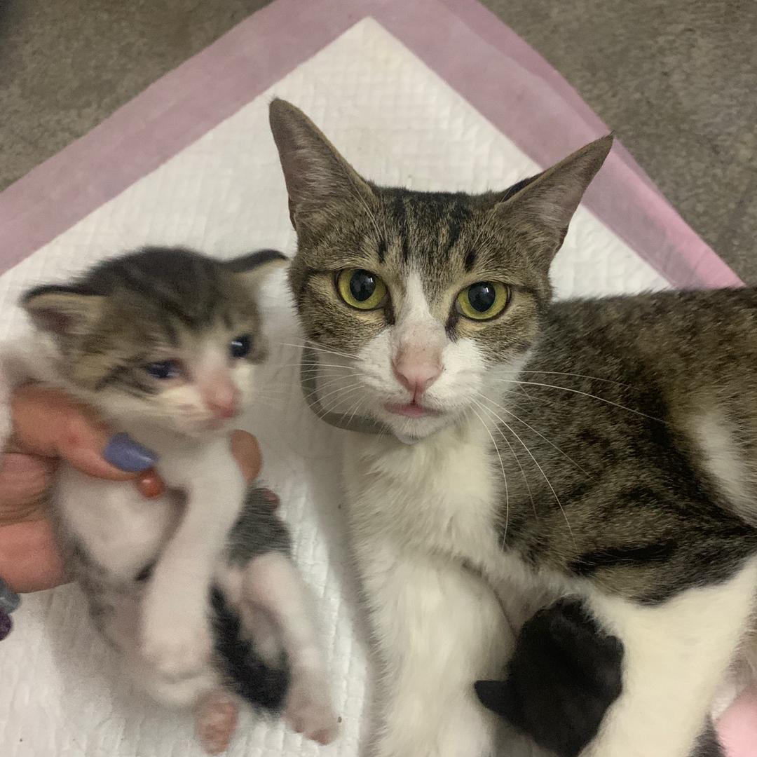 婷婷在减肥（已减20）