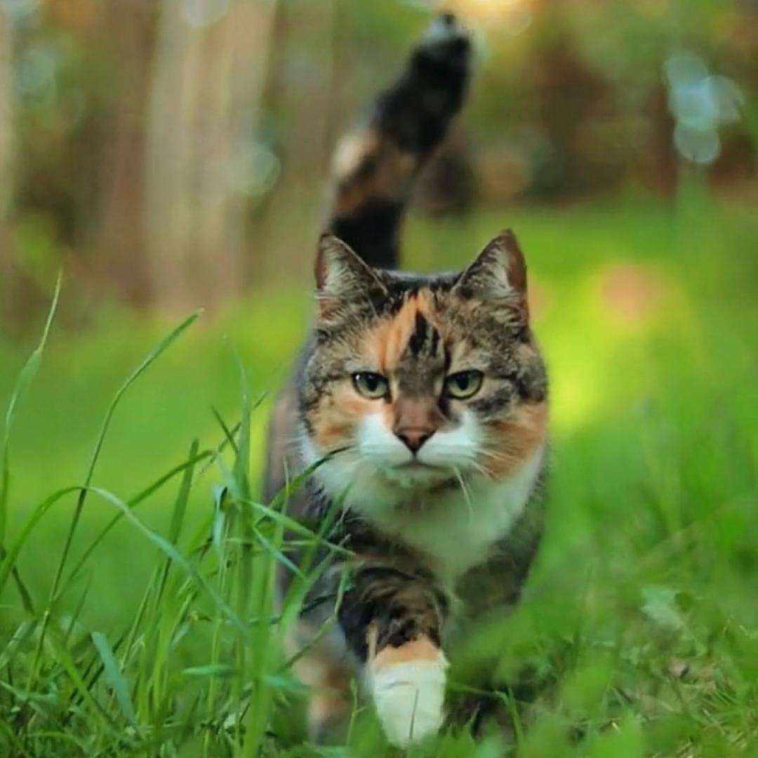 我在外面有了猫🌸