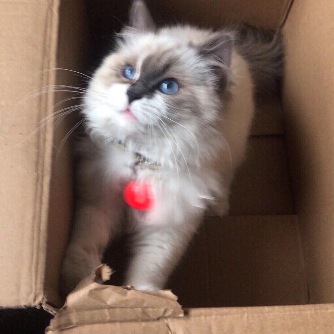 彼岸花之铲屎官日记