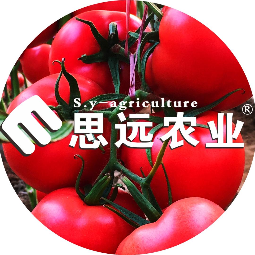 思远农业番茄标准化@农广
