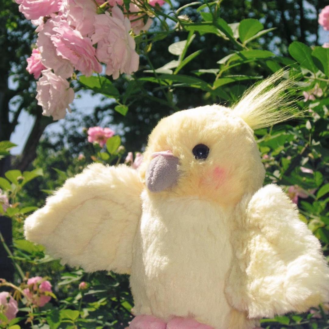 啾啾🦜鹦鹉之家