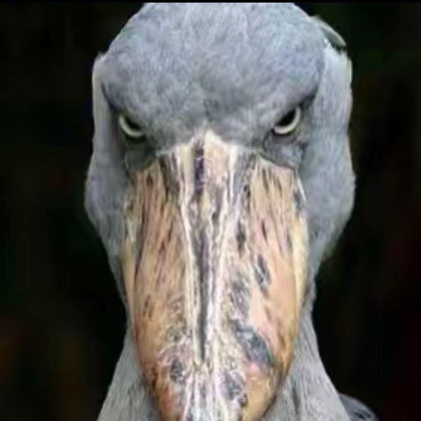 hen。