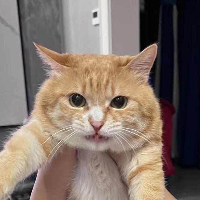 傲娇韩大猫