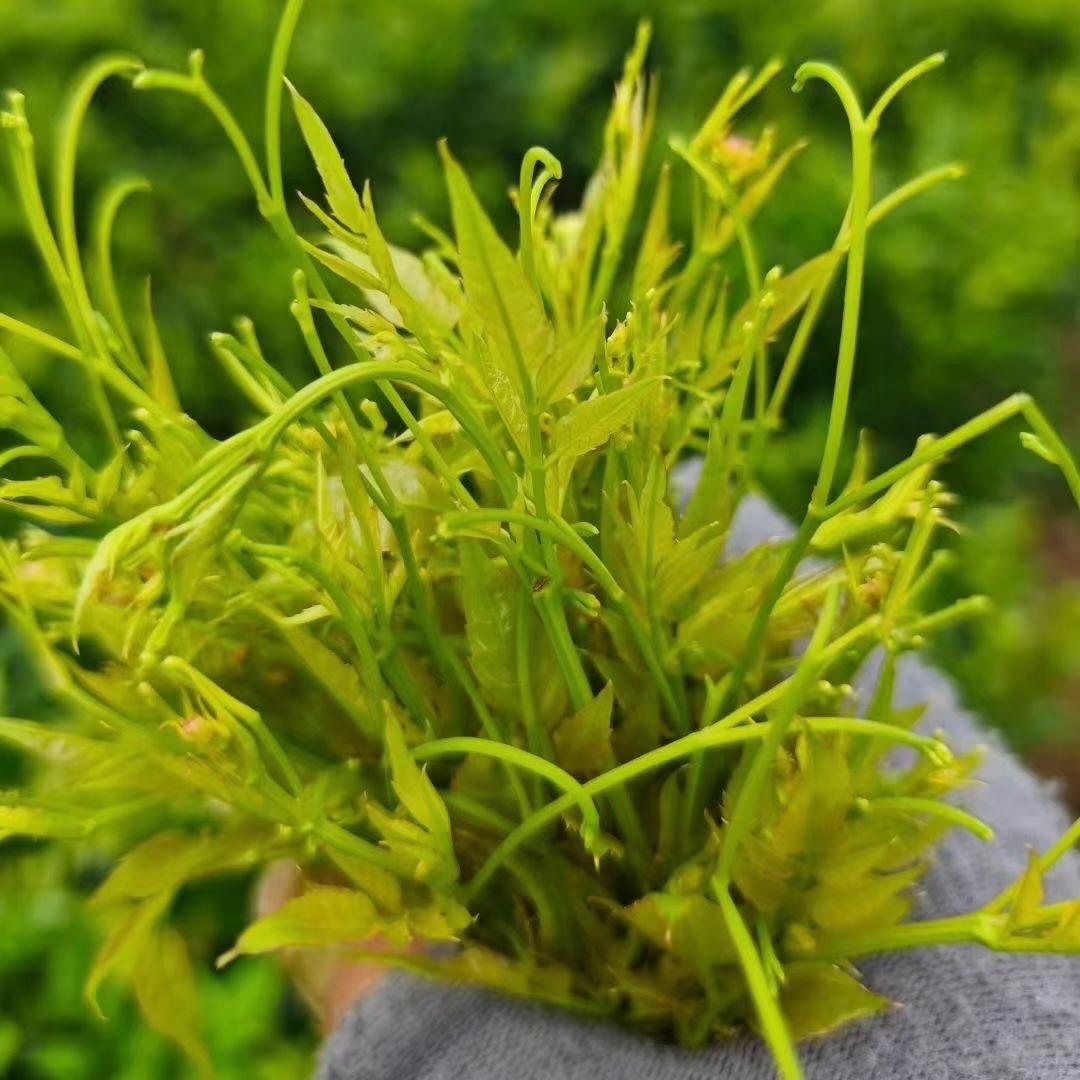 大山莓茶野生蜂蜜