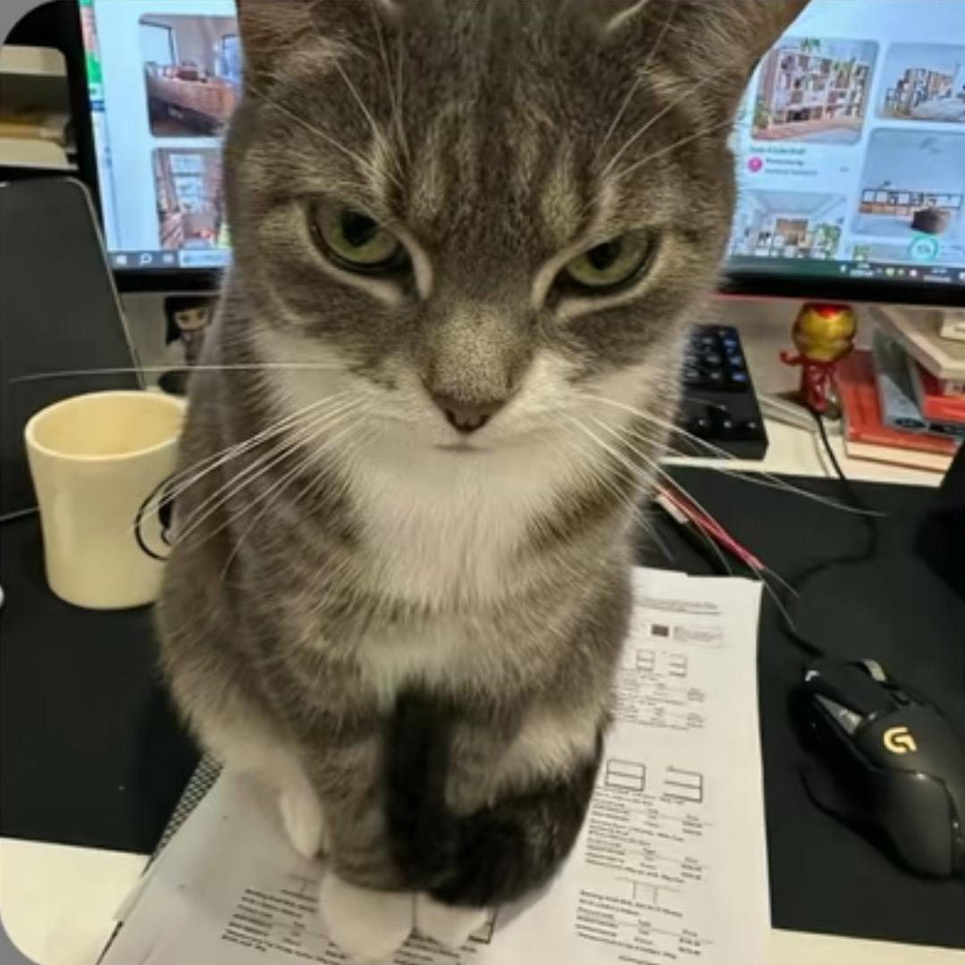 ㅤㅤㅤㅤㅤㅤㅤㅤㅤㅤ hond ㅤ