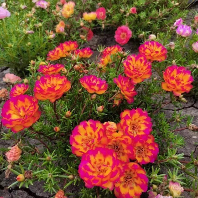 太阳花🌻