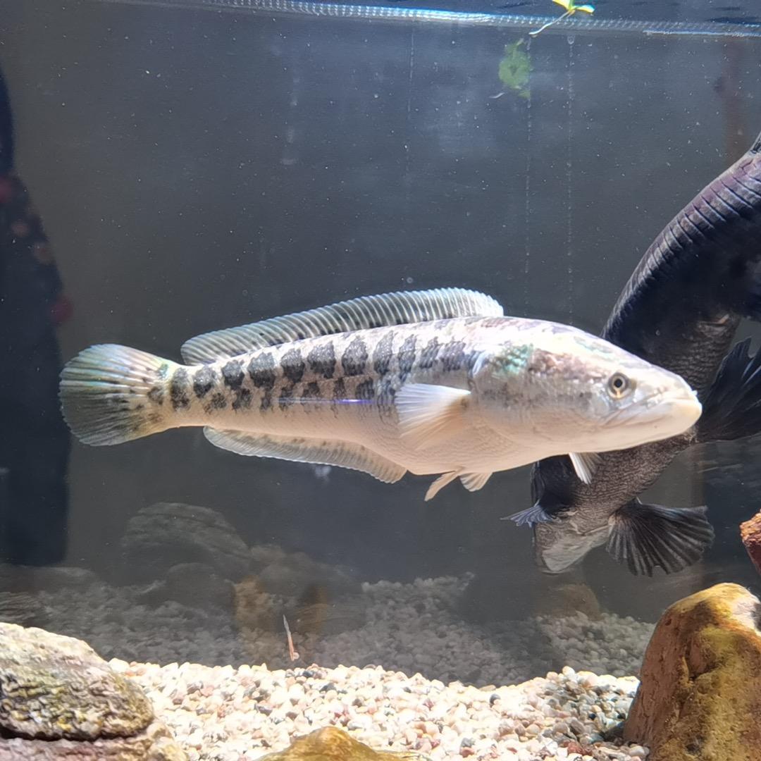 付老板邪修钓鱼