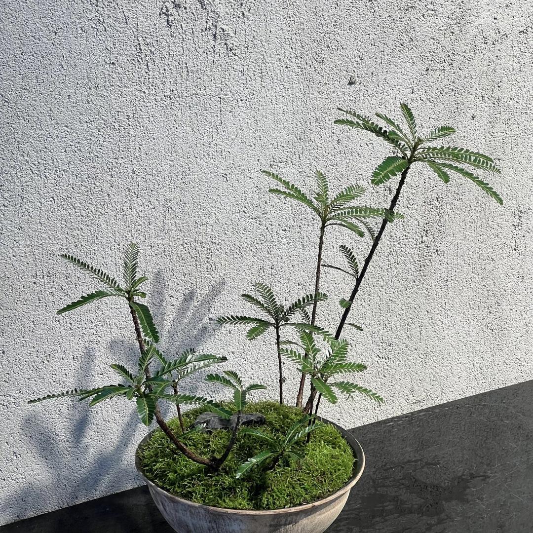 大渔绿植